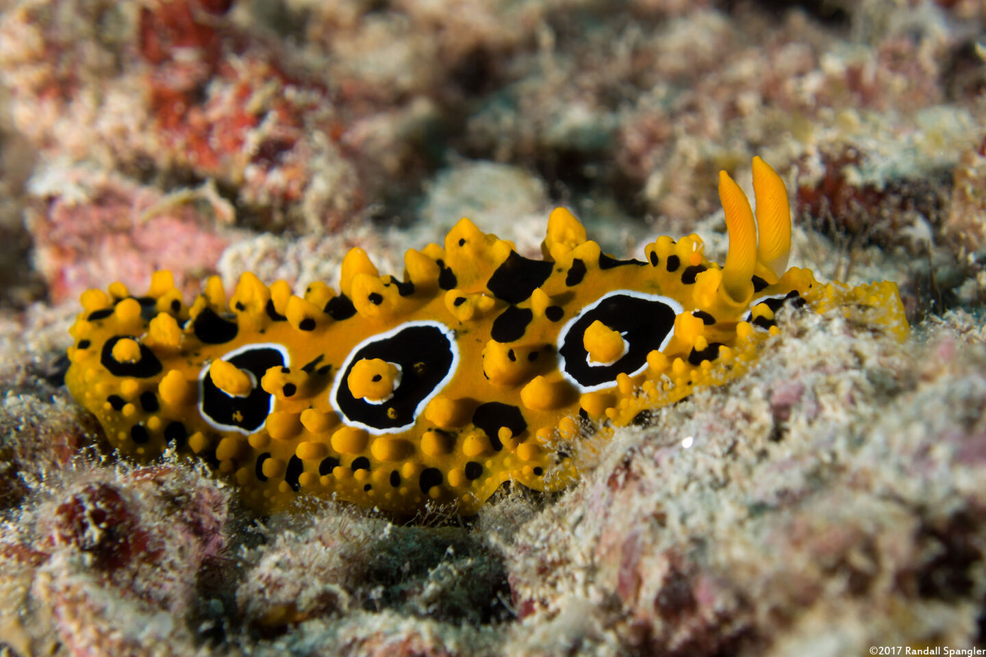 Phyllidia ocellata (Ocellated Phyllidia)