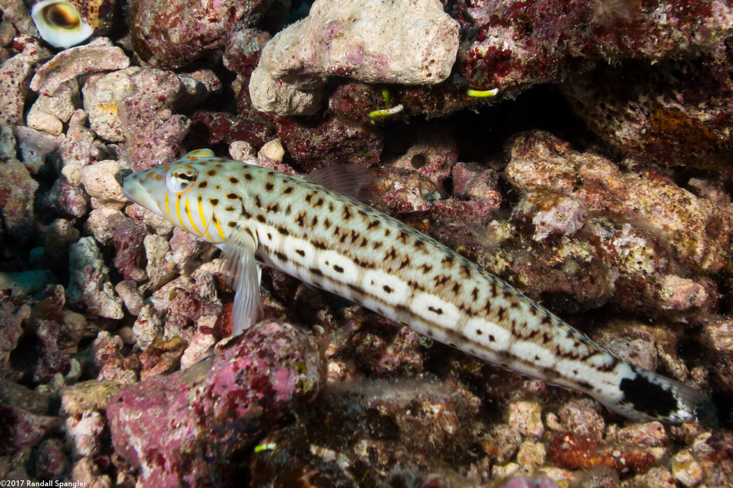 Parapercis hexophtalma (Speckled Sandperch)