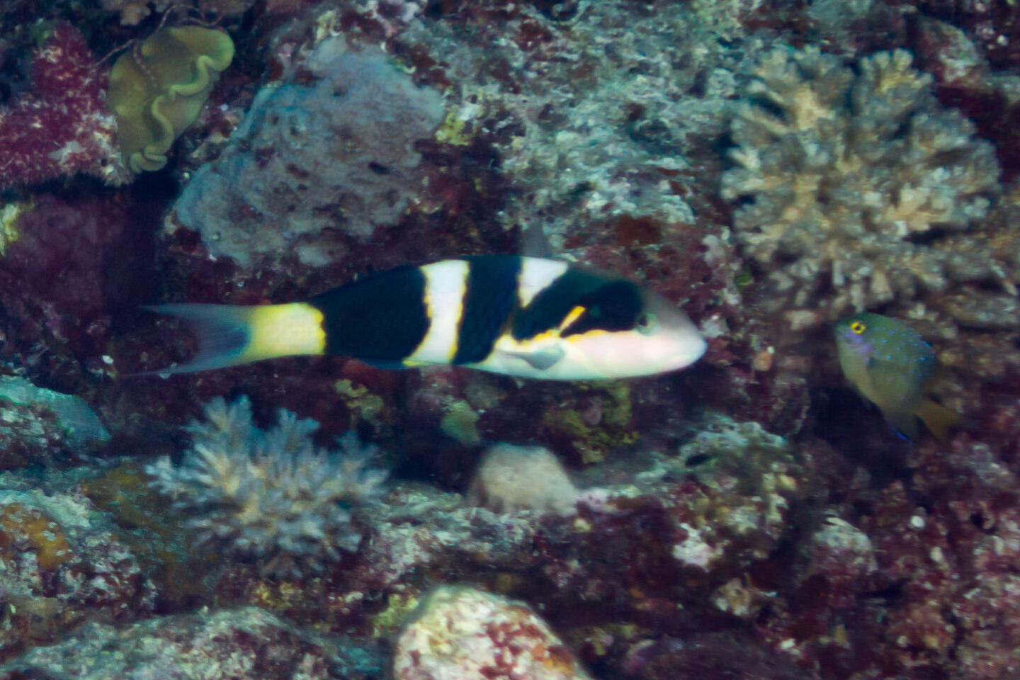 Thalassoma nigrofasciatum (Blackbar Wrasse)