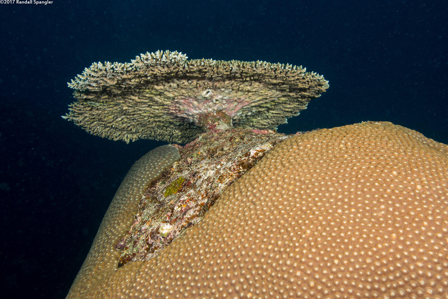 Diploastrea heliopora (Honeycomb Coral)