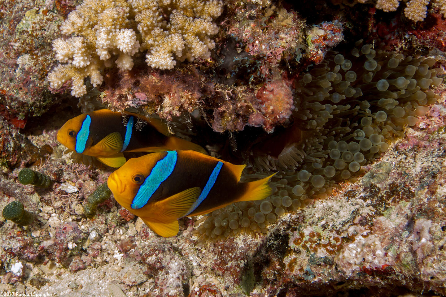 Amphiprion chrysopterus (Orangefin Anemonefish)