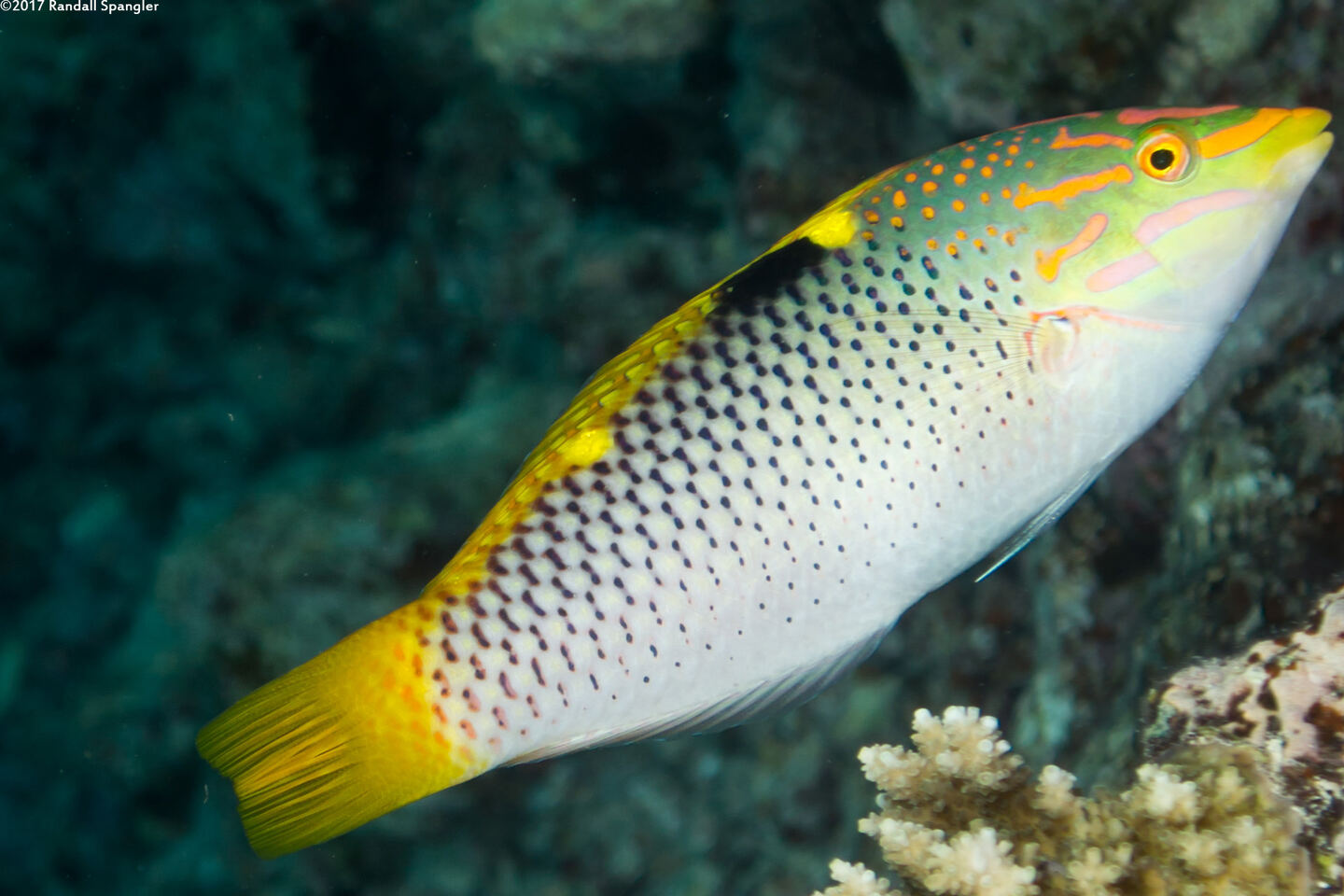 Halichoeres hortulanus (Checkerboard Wrasse)