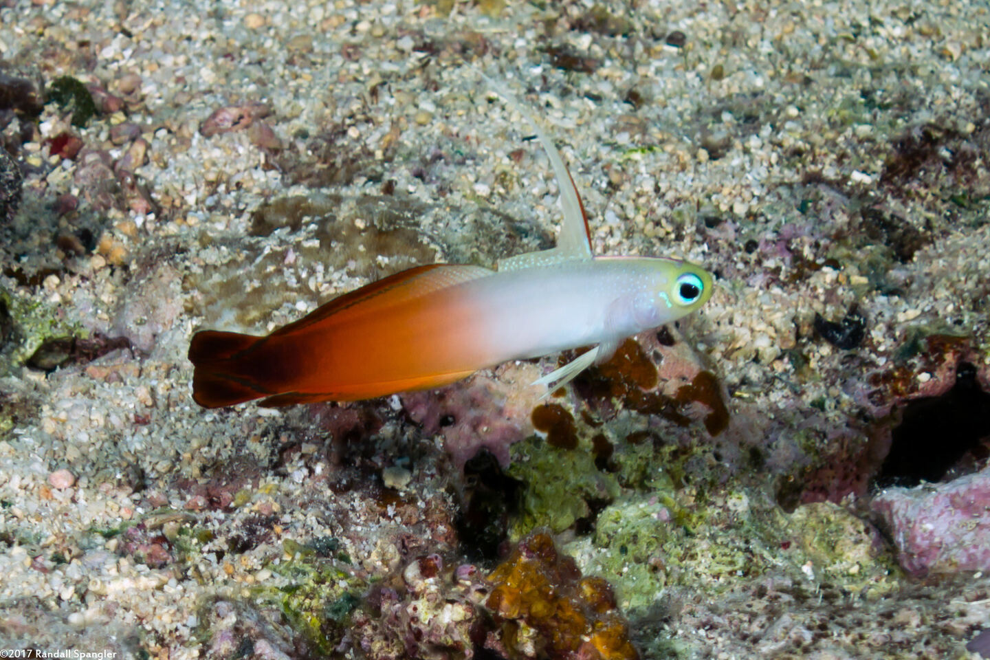 Nemateleotris magnifica (Fire Dartfish)