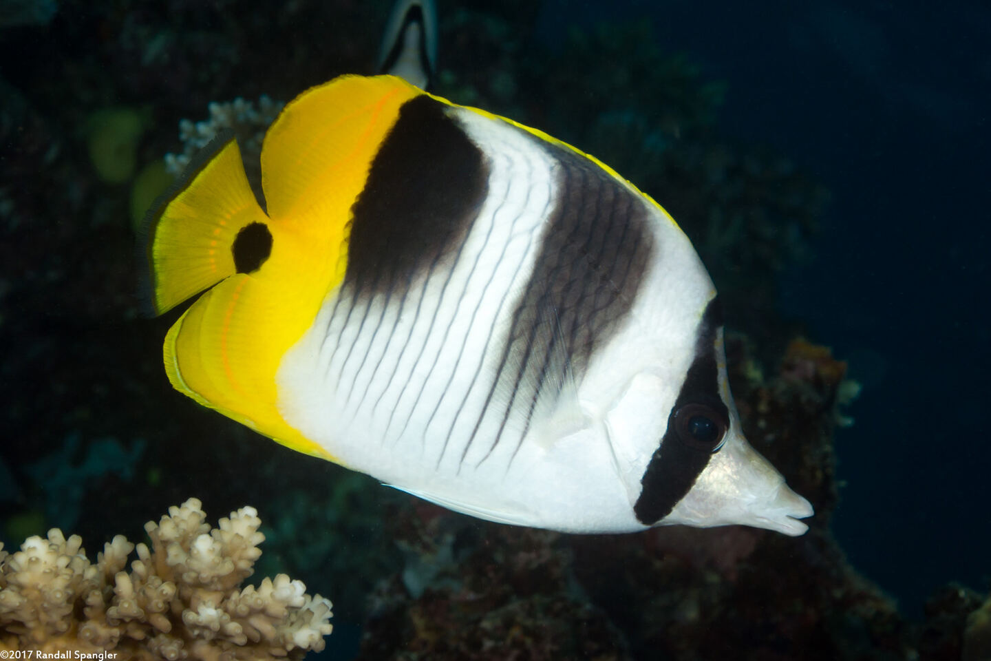 Chaetodon ulietensis (Pacific Double-Saddle Butterflyfish)