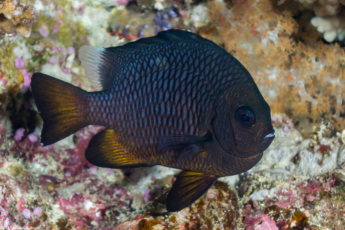 Dascyllus trimaculatus (Threespot Dascyllus)