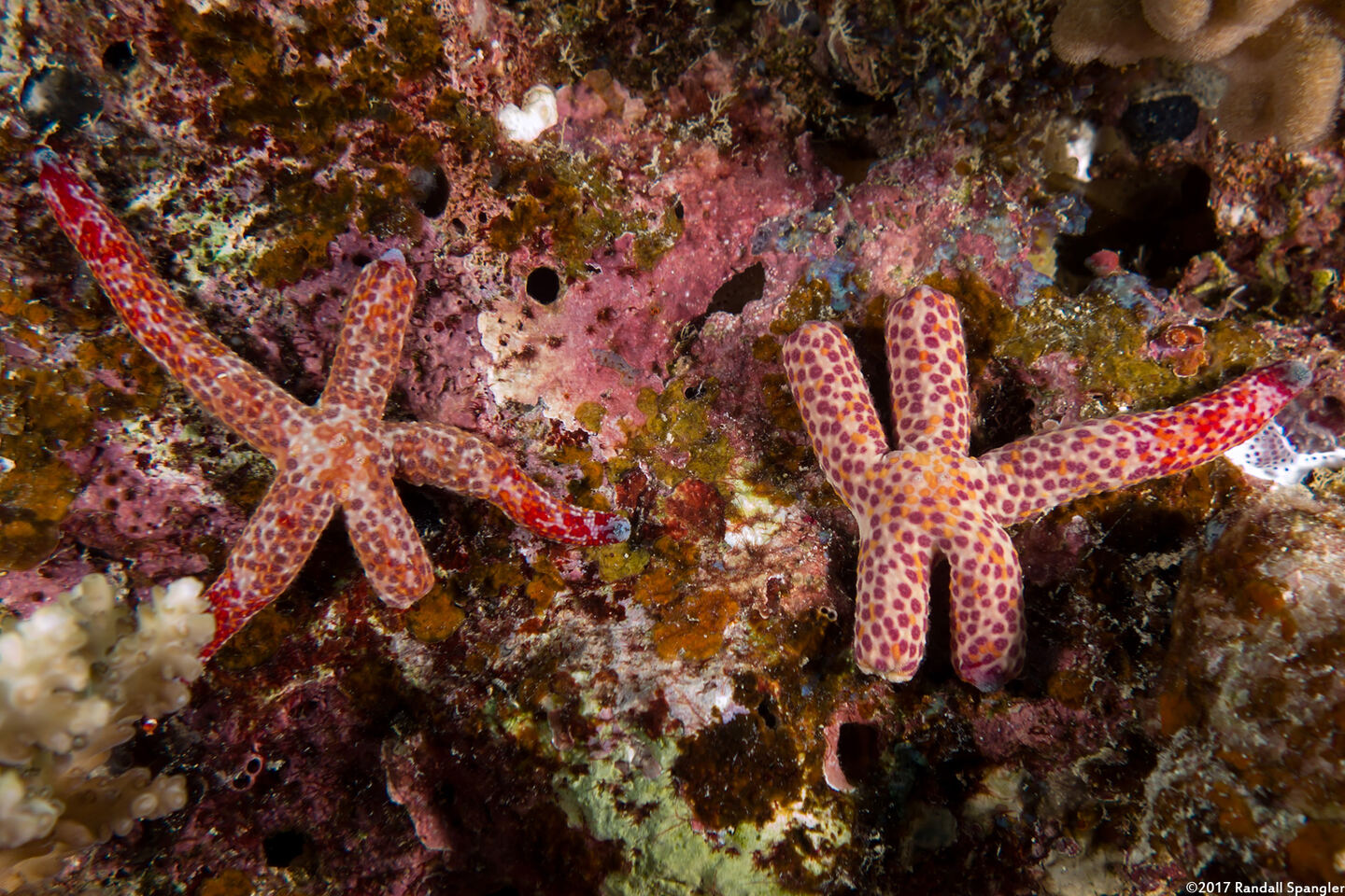 Linckia multifora (Multipore Sea Star)