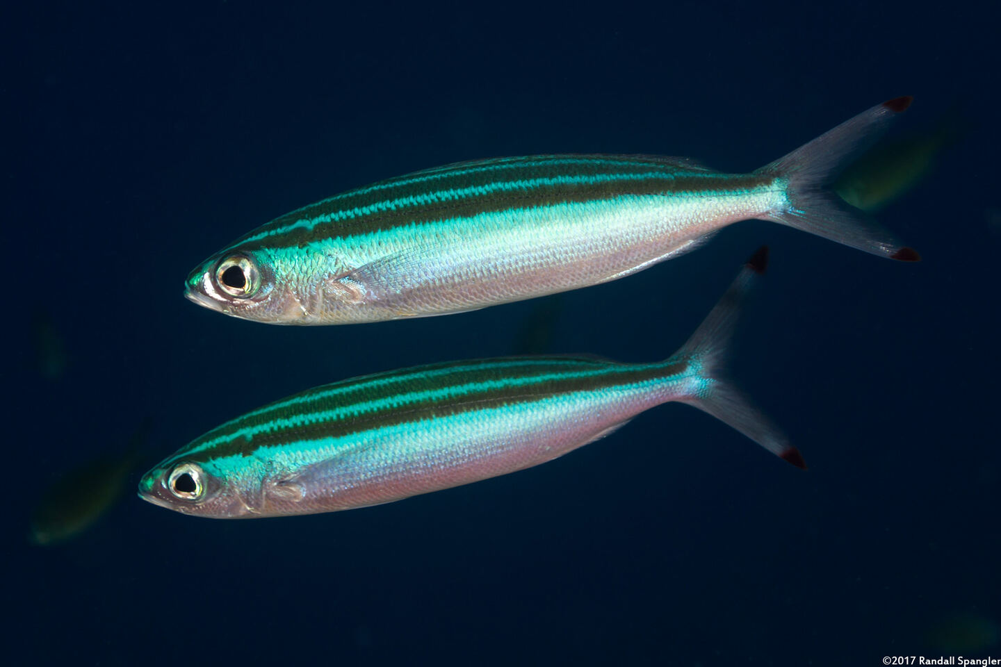 Pterocaesio trilineata (Threestripe Fusilier)