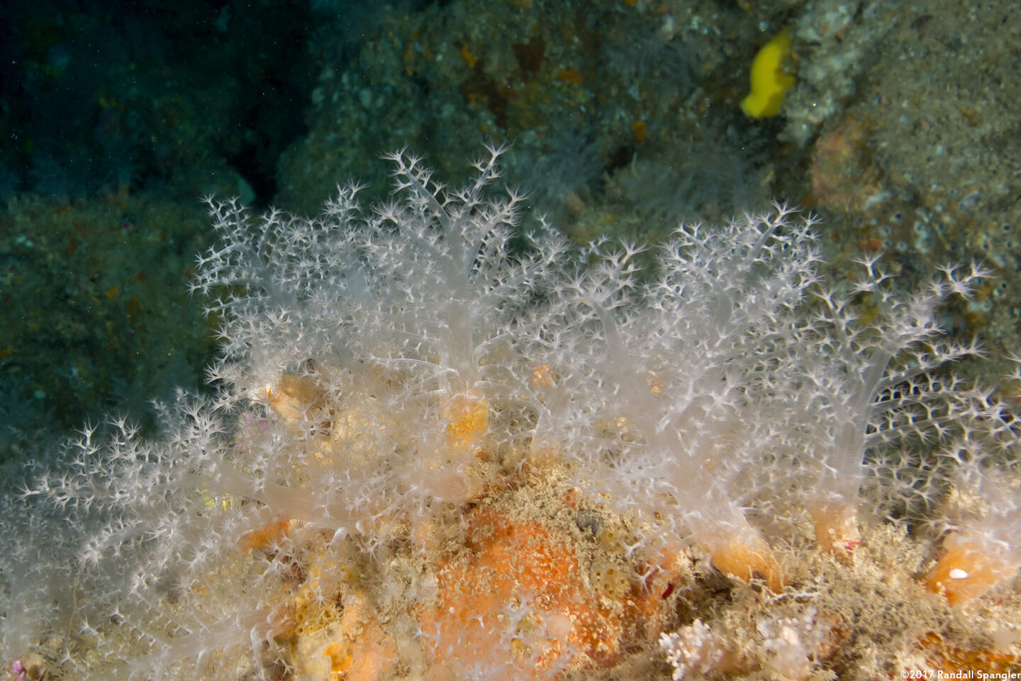 Dendronephthya sp.1 (Dendronephthya)