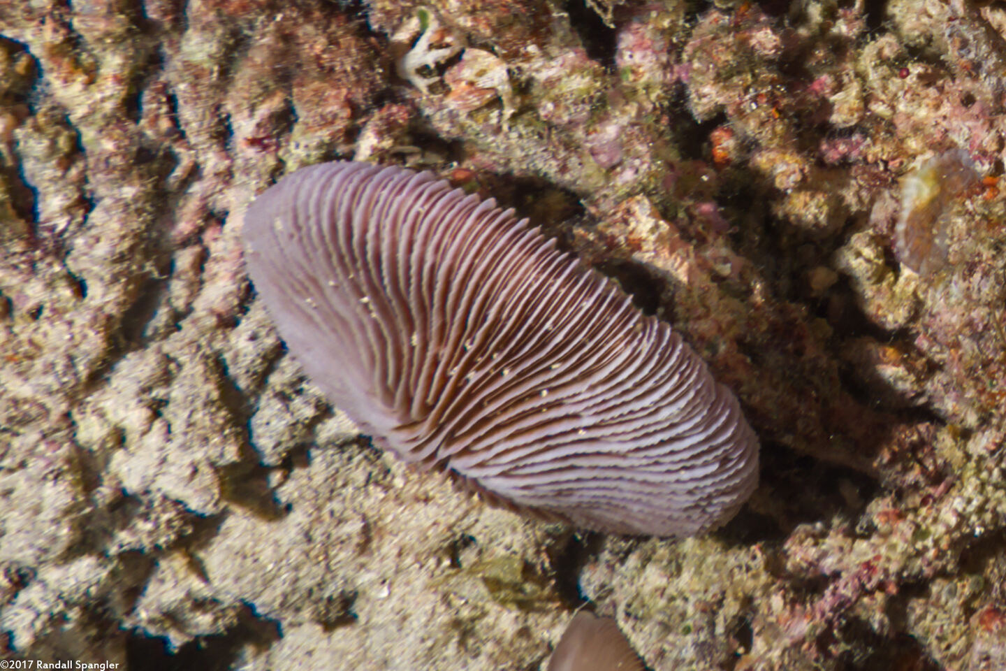 Fungia fungites (Common Mushroom Coral)