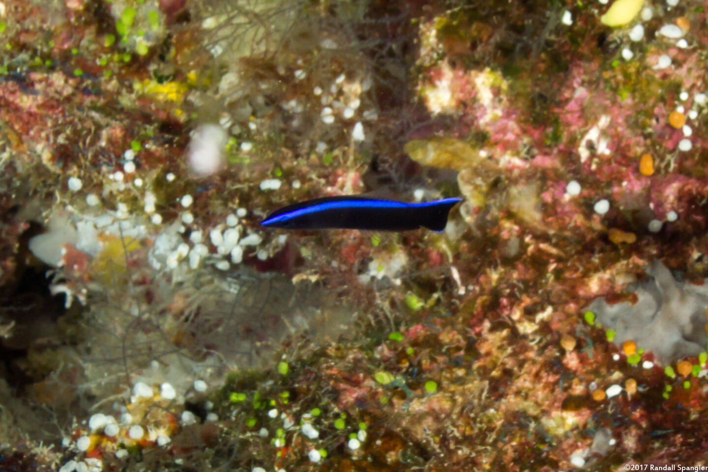 Labroides dimidiatus (Bluestreak Cleaner Wrasse)