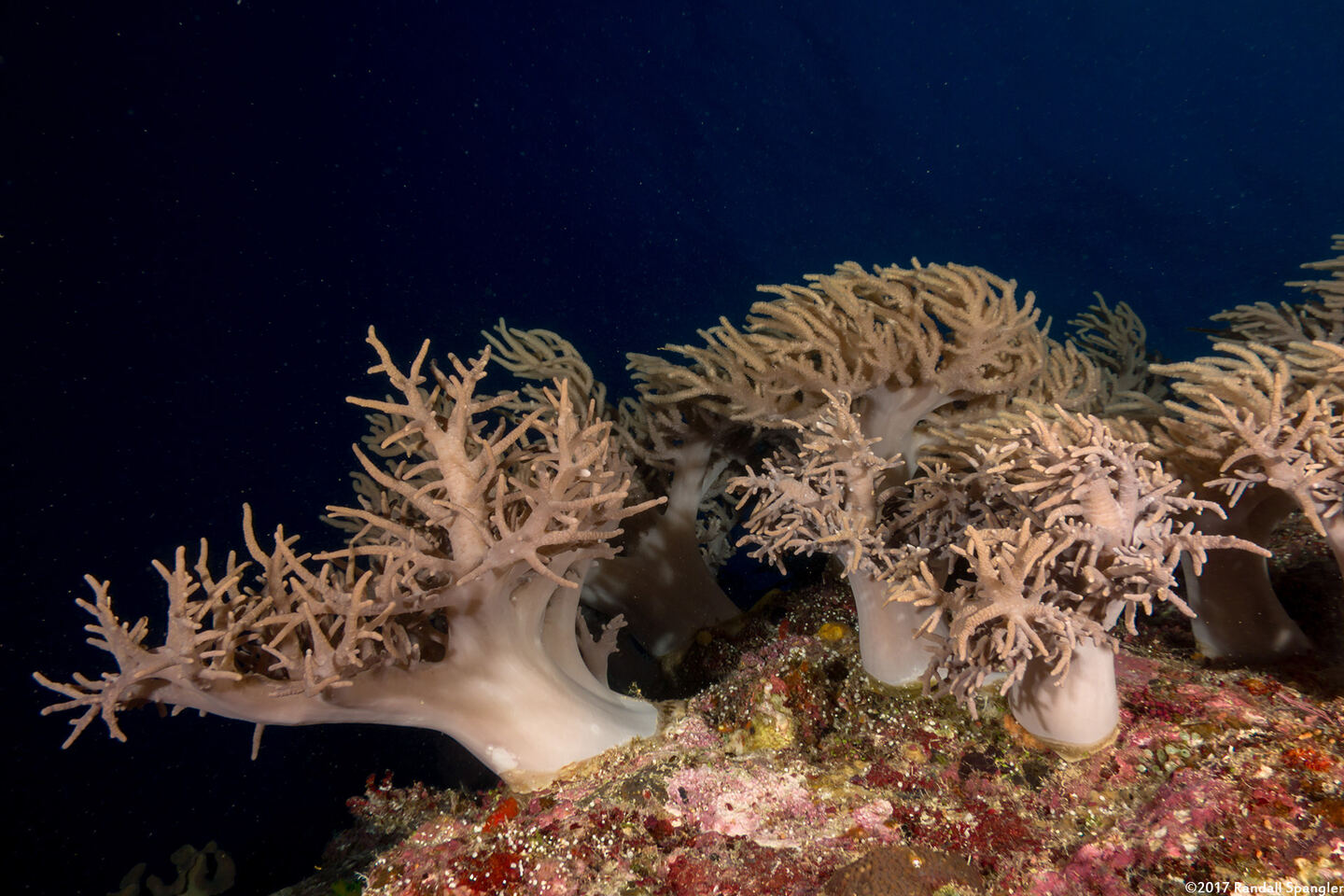 Sinularia sp.1 (Leather Coral)