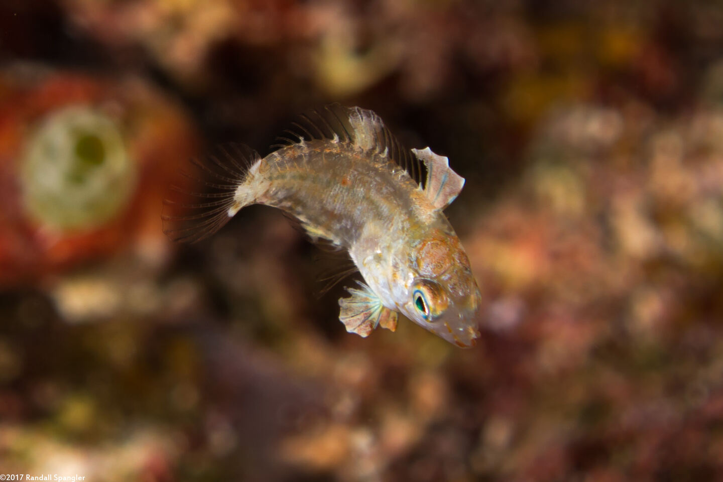 Macropharyngodon meleagris (Leopard Wrasse)