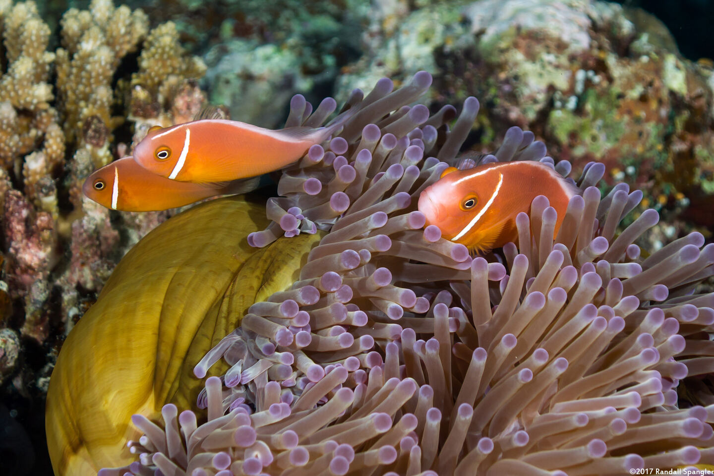 Amphiprion perideraion (Pink Anemonefish)
