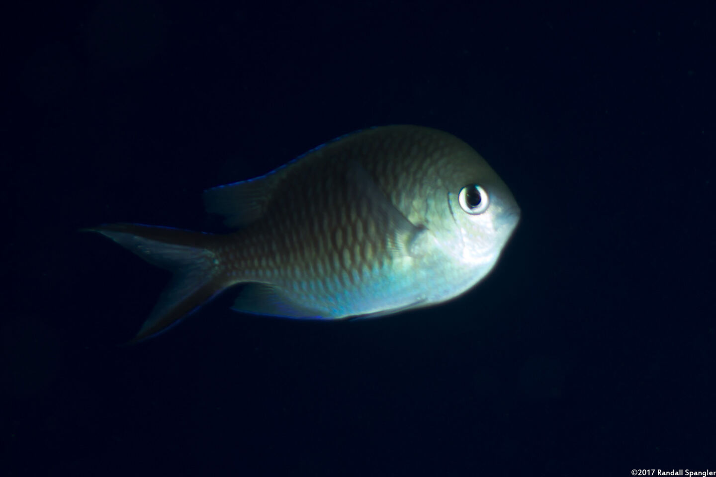 Chromis ternatensis (Ternate Chromis)