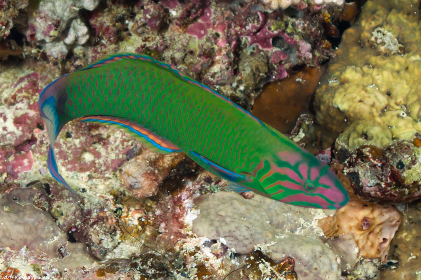 Thalassoma lunare (Crescent Wrasse)
