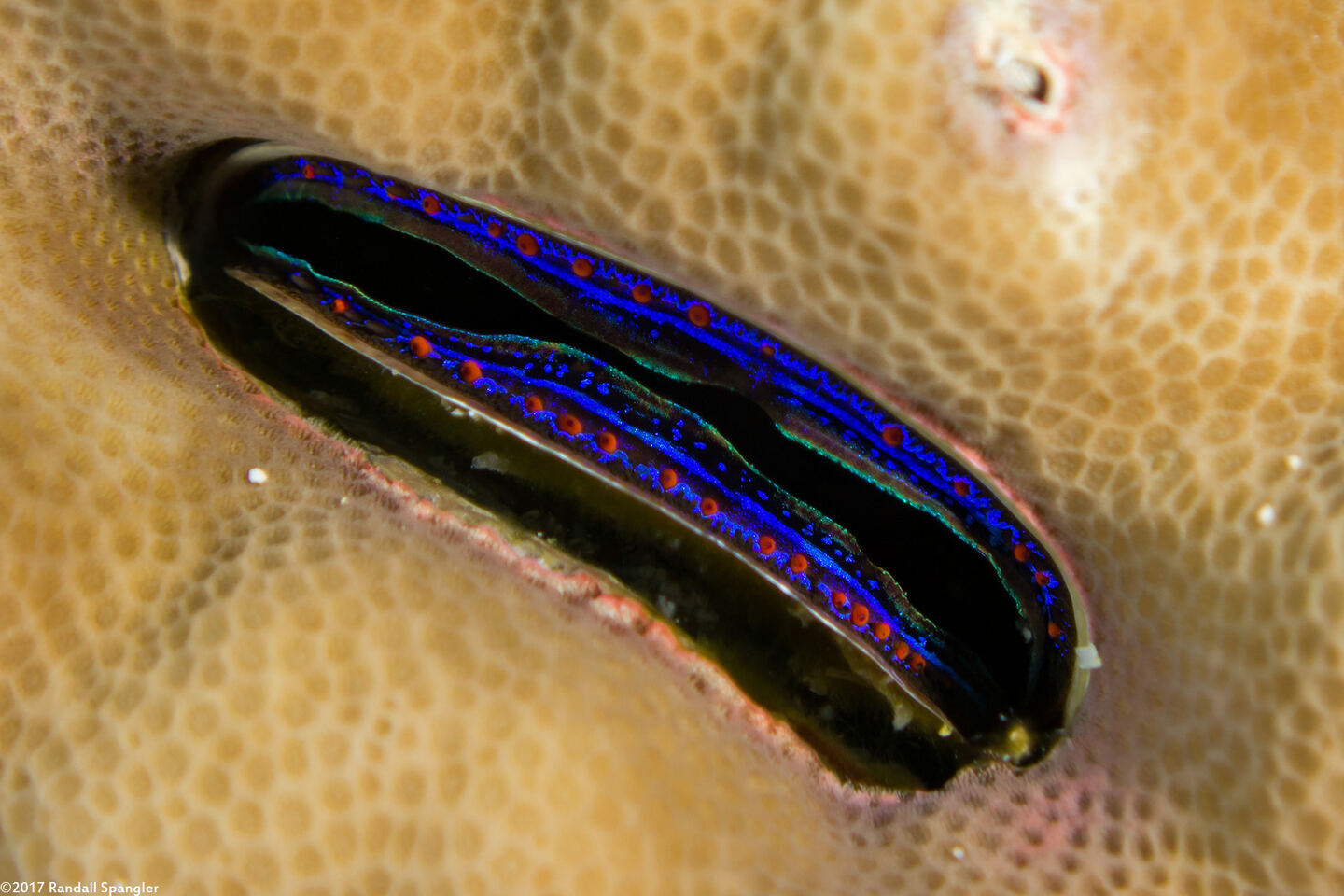 Pedum spondyloideum (Iridescent Scallop)