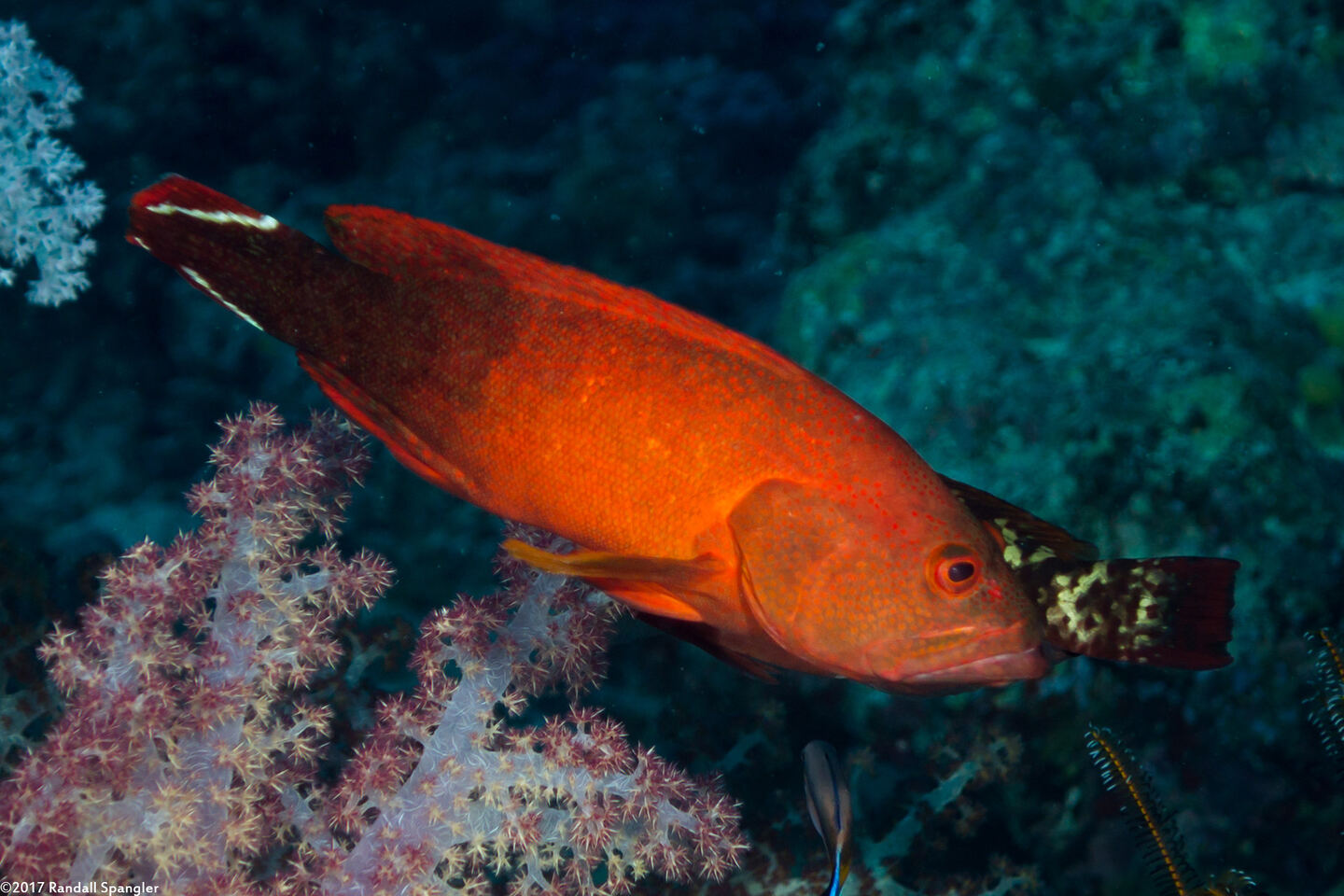 Cephalopholis urodeta (Flagtail Grouper)