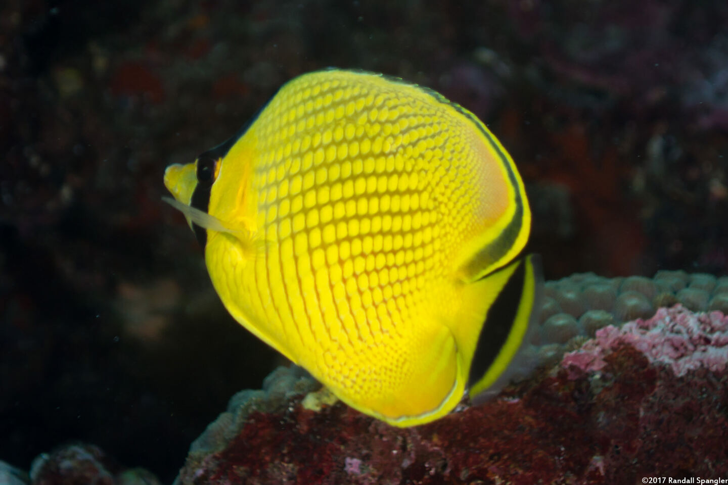 Chaetodon rafflesii (Latticed Butterflyfish)
