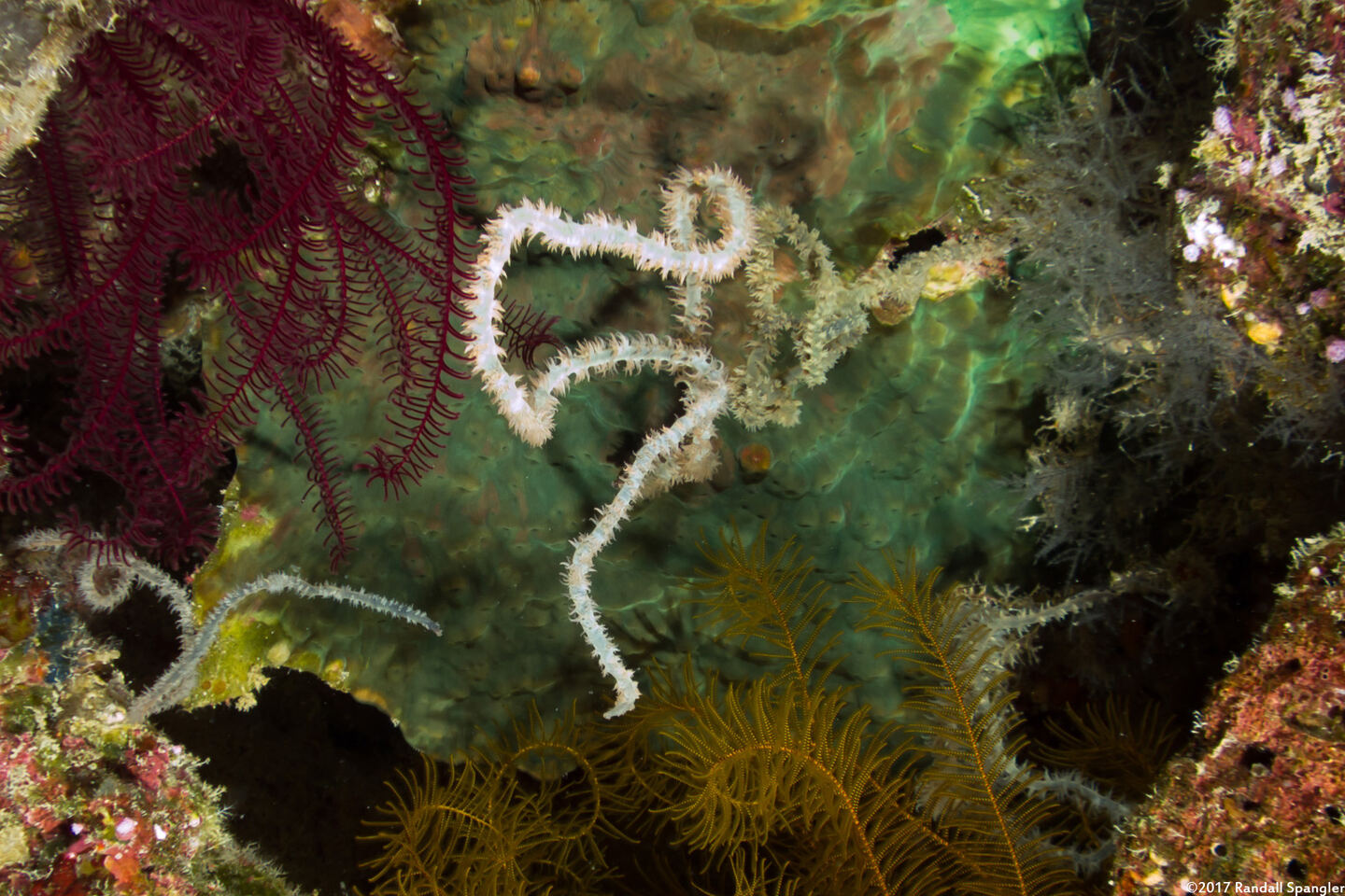 Cirrhipathes spiralis (Spiral Wire Coral)