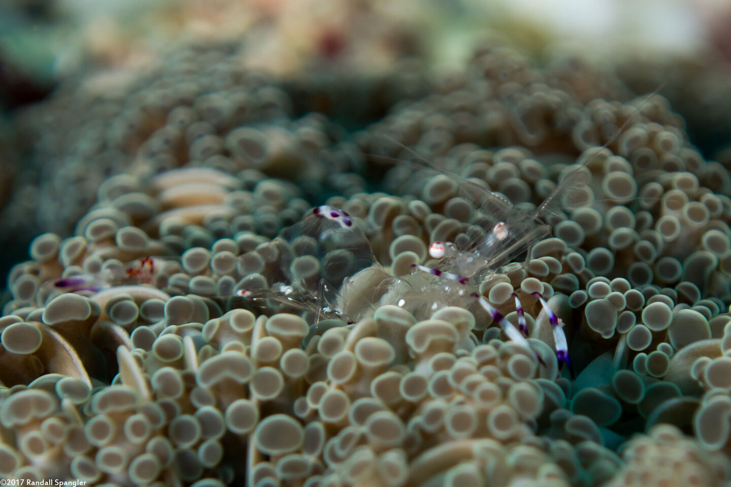 Ancylomenes holthuisi (Holthuis' Anemone Shrimp)