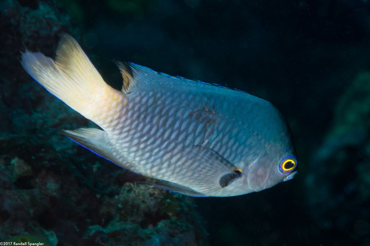 Pomacentrus imitator (Imitator Damsel)