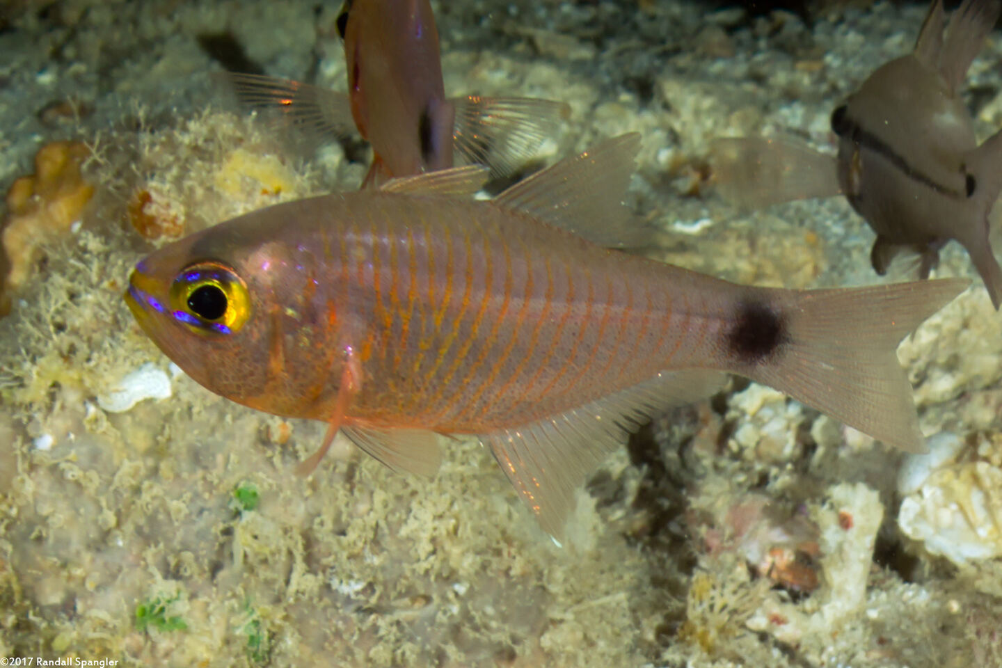 Taeniamia fucata (Orangelined Cardinalfish)