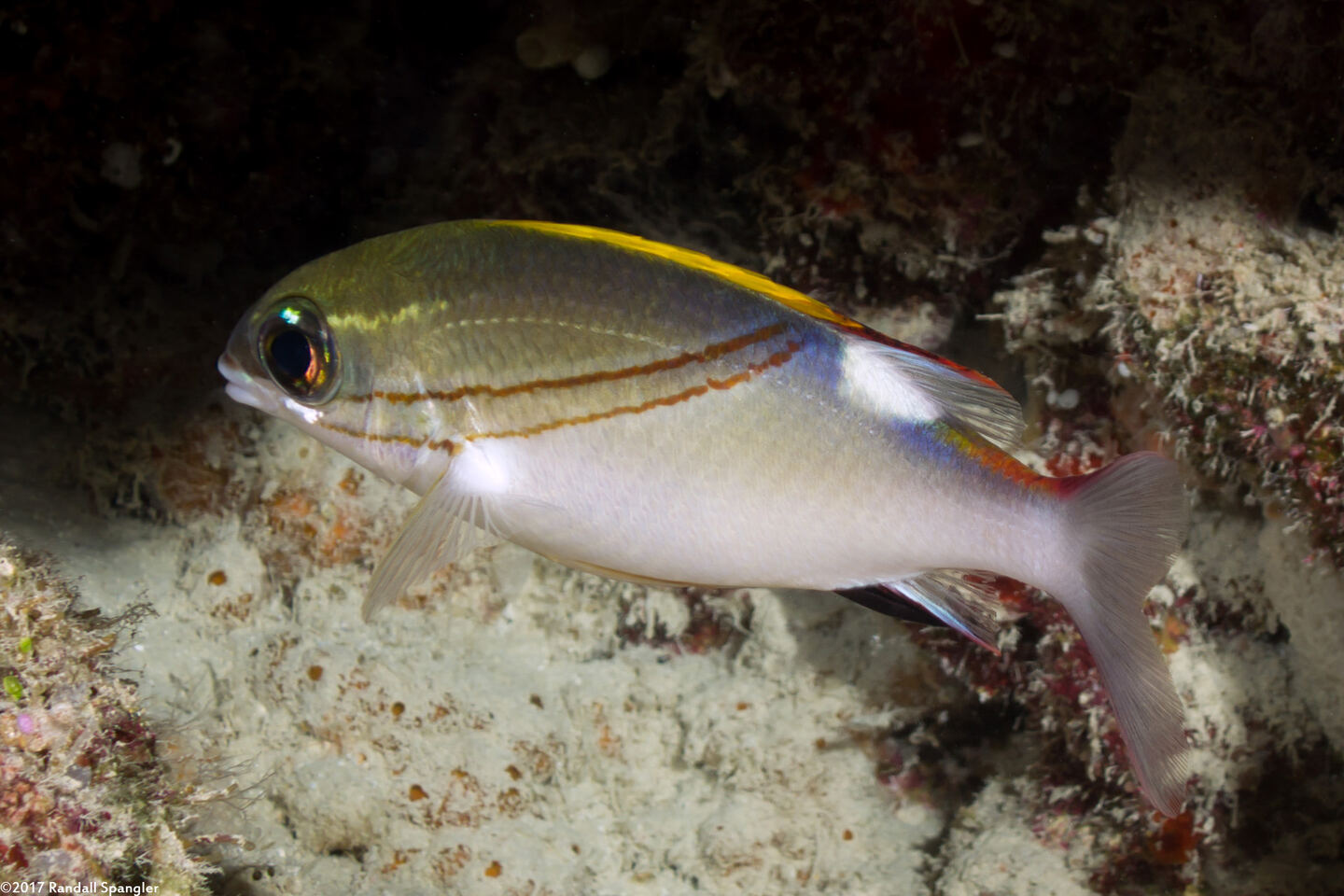 Scolopsis bilineata (Bridled Monocle Bream)