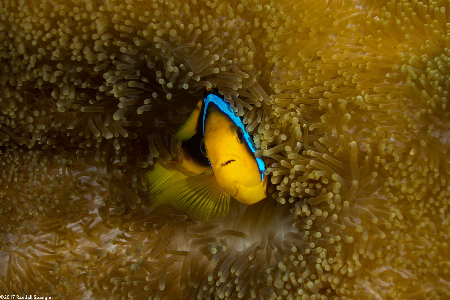 Amphiprion chrysopterus (Orangefin Anemonefish)
