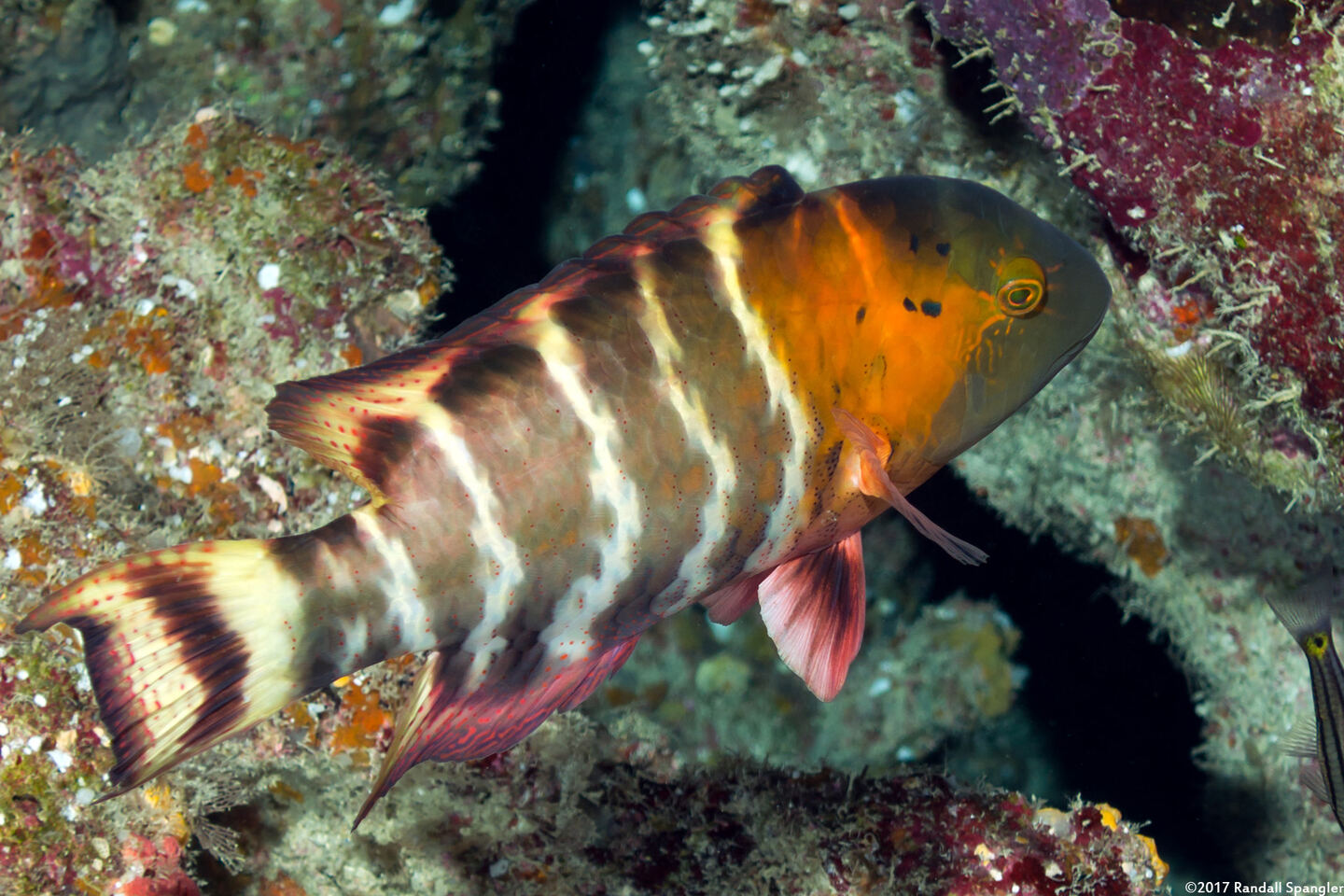 Cheilinus fasciatus (Redbreasted Wrasse)