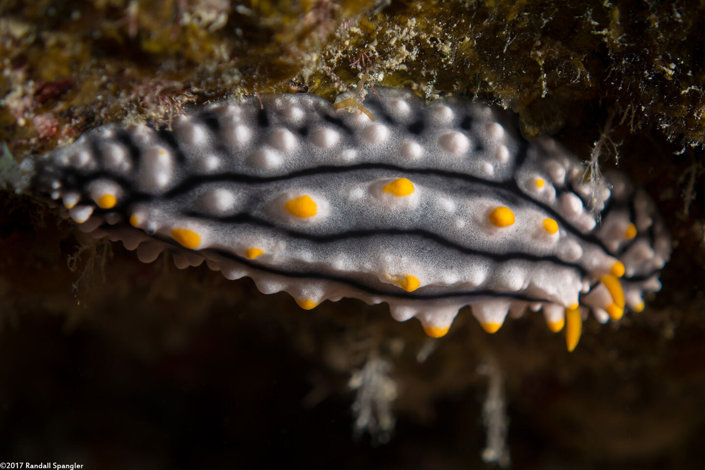 Phyllidia elegans (Elegant Phyllidia)