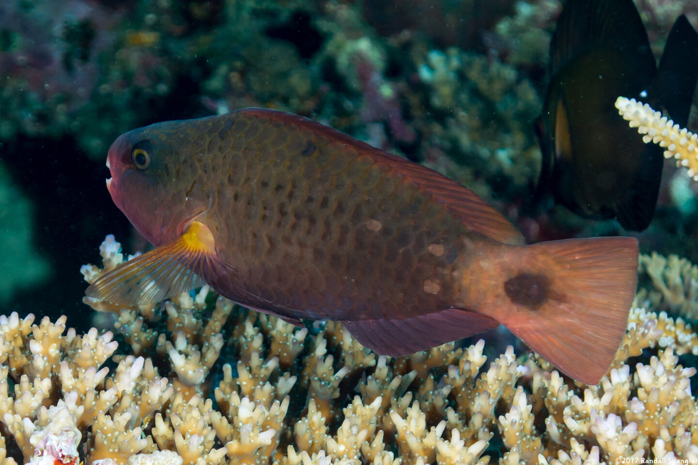 Chlorurus spilurus (Bullethead Parrotfish)