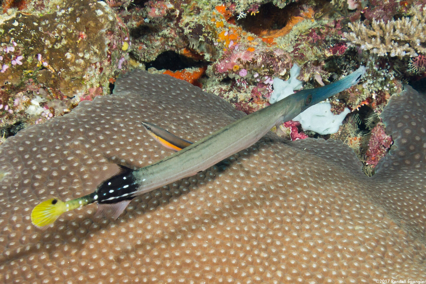 Aulostomus chinensis (Trumpetfish)