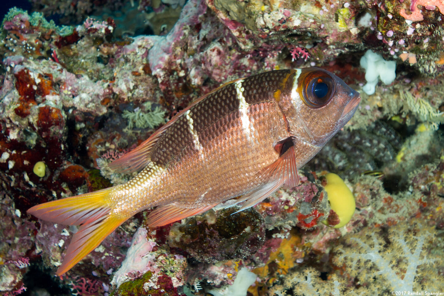 Monotaxis heterodon (Redfin Bream)