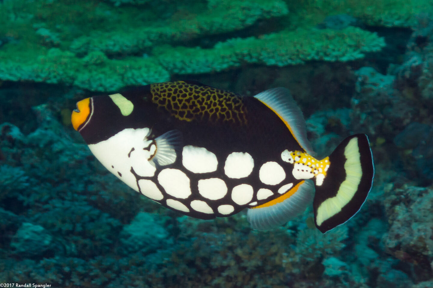 Balistoides conspicillum (Clown Triggerfish)
