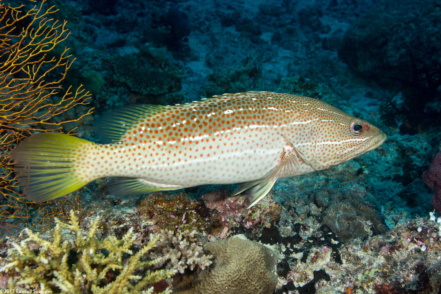 Anyperodon leucogrammicus (Slender Grouper)