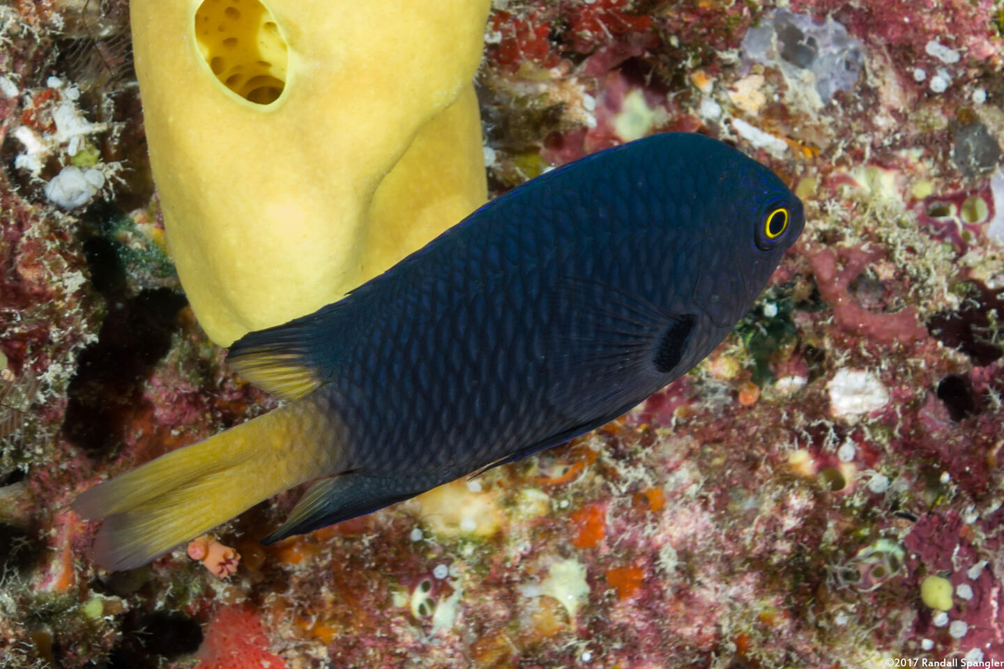 Pomacentrus imitator (Imitator Damsel)