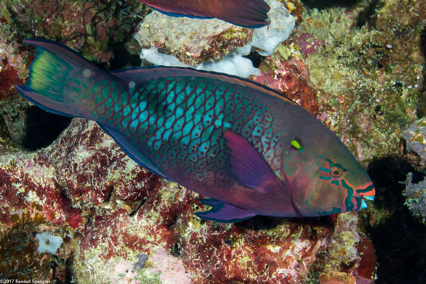 Scarus niger (Dusky Parrotfish)