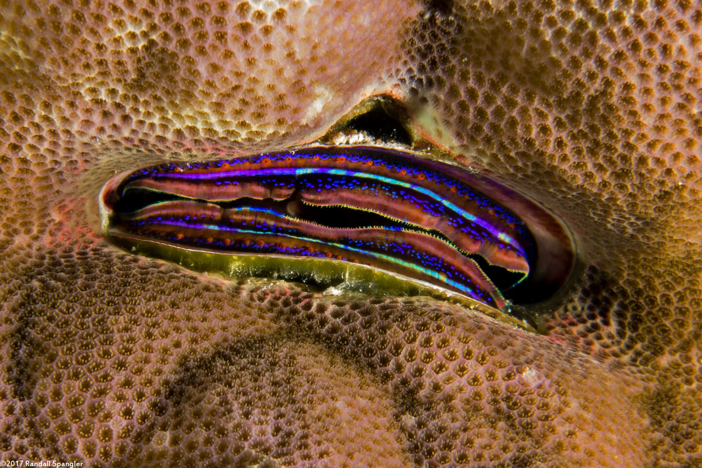 Pedum spondyloideum (Iridescent Scallop)