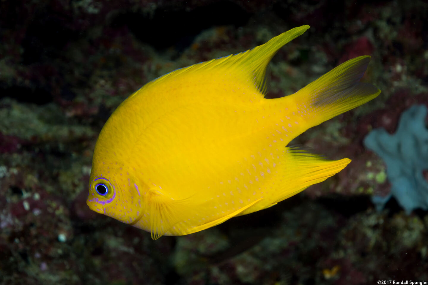 Amblyglyphidodon aureus (Golden Damsel)