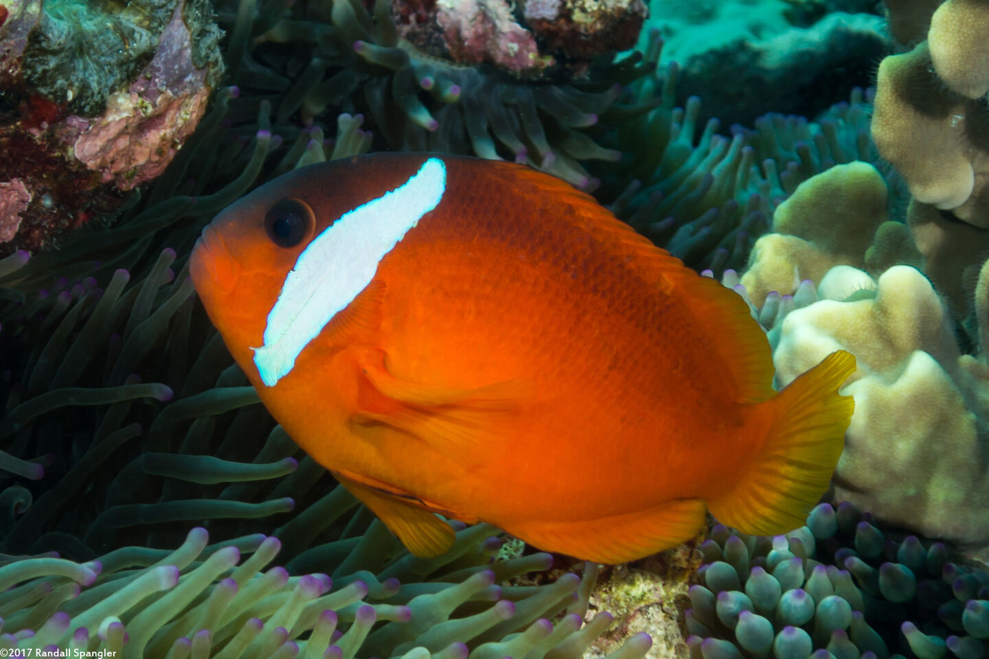 Amphiprion barberi (Fiji Anemonefish)