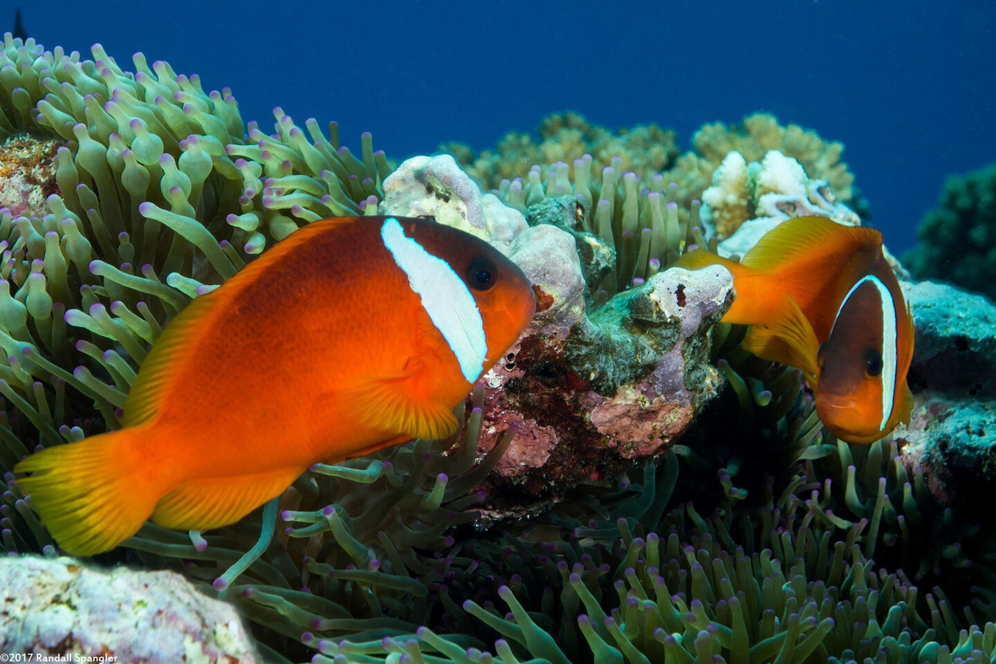Amphiprion barberi (Fiji Anemonefish)