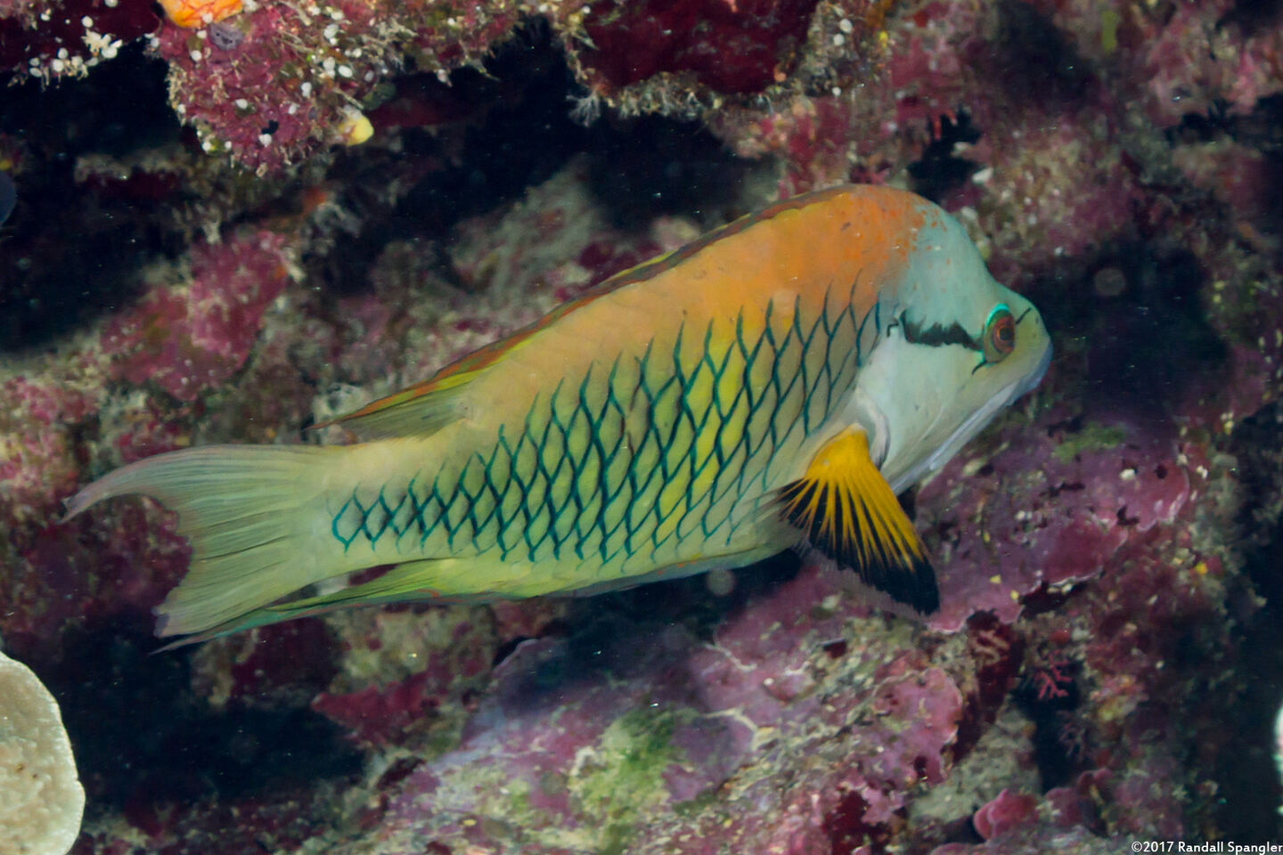 Epibulus insidiator (Slingjaw Wrasse)