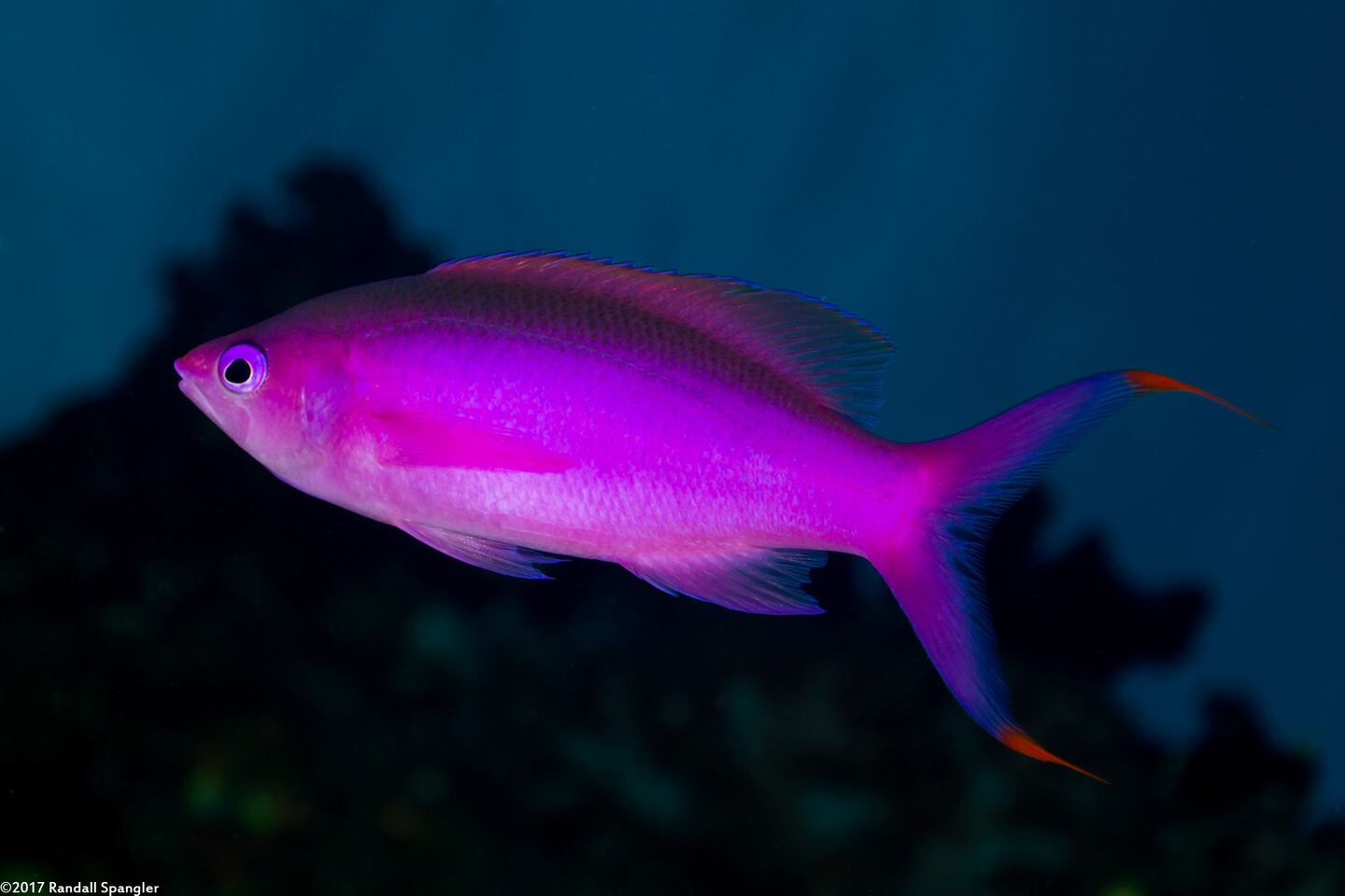 Pseudanthias pascalus (Purple Queen)