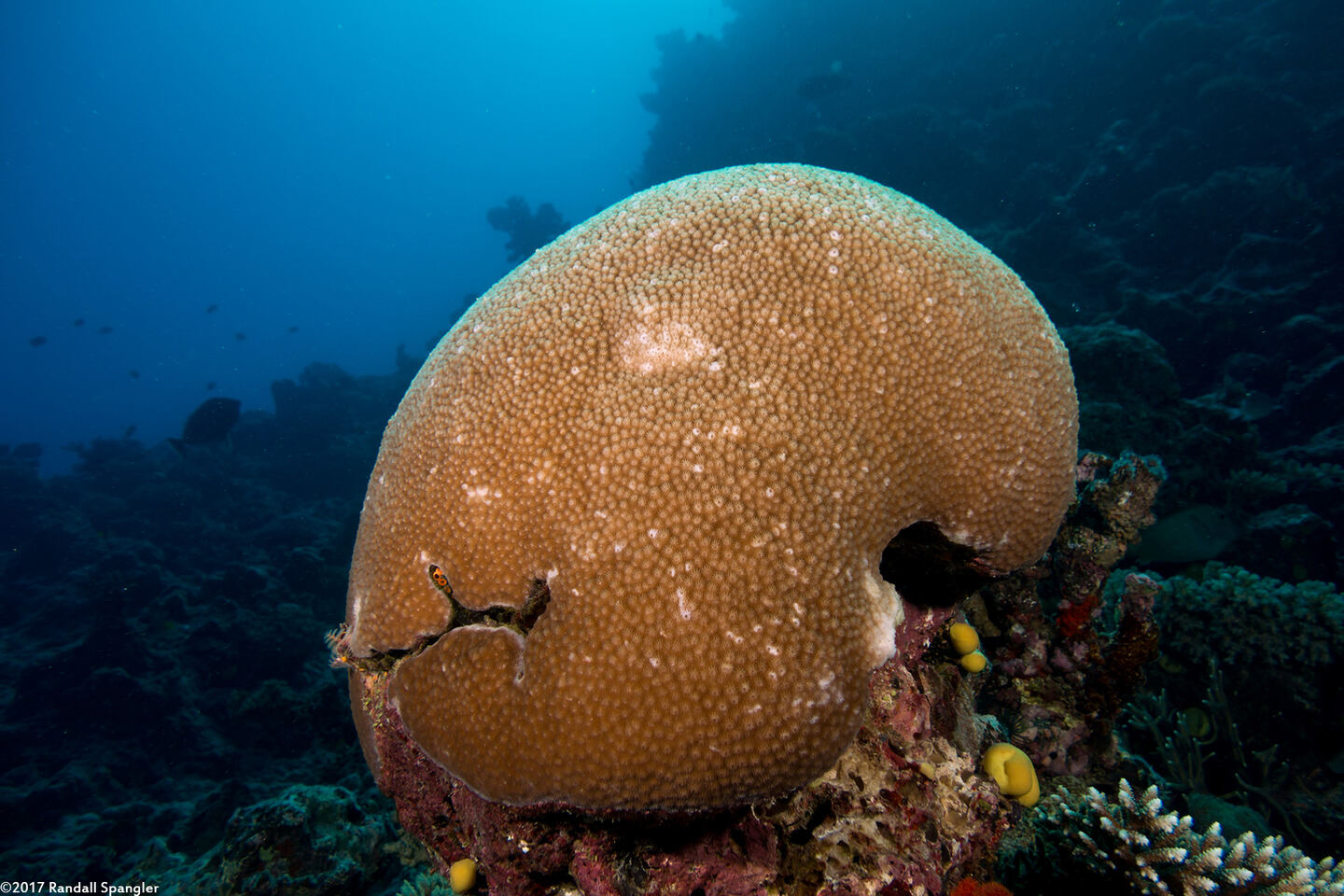 Diploastrea heliopora (Honeycomb Coral)