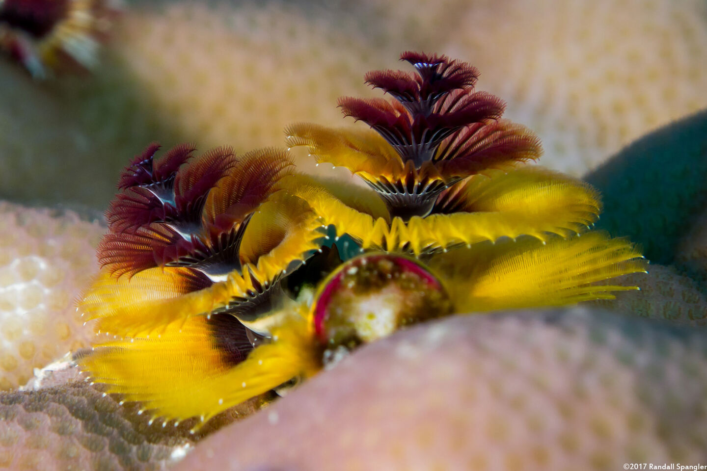 Spirobranchus sp.1 (Christmas Tree Worm)