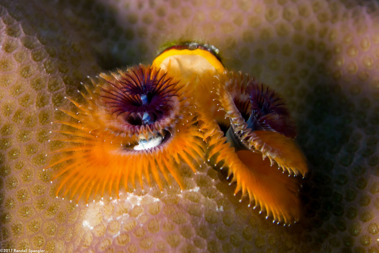 Spirobranchus sp.1 (Christmas Tree Worm)