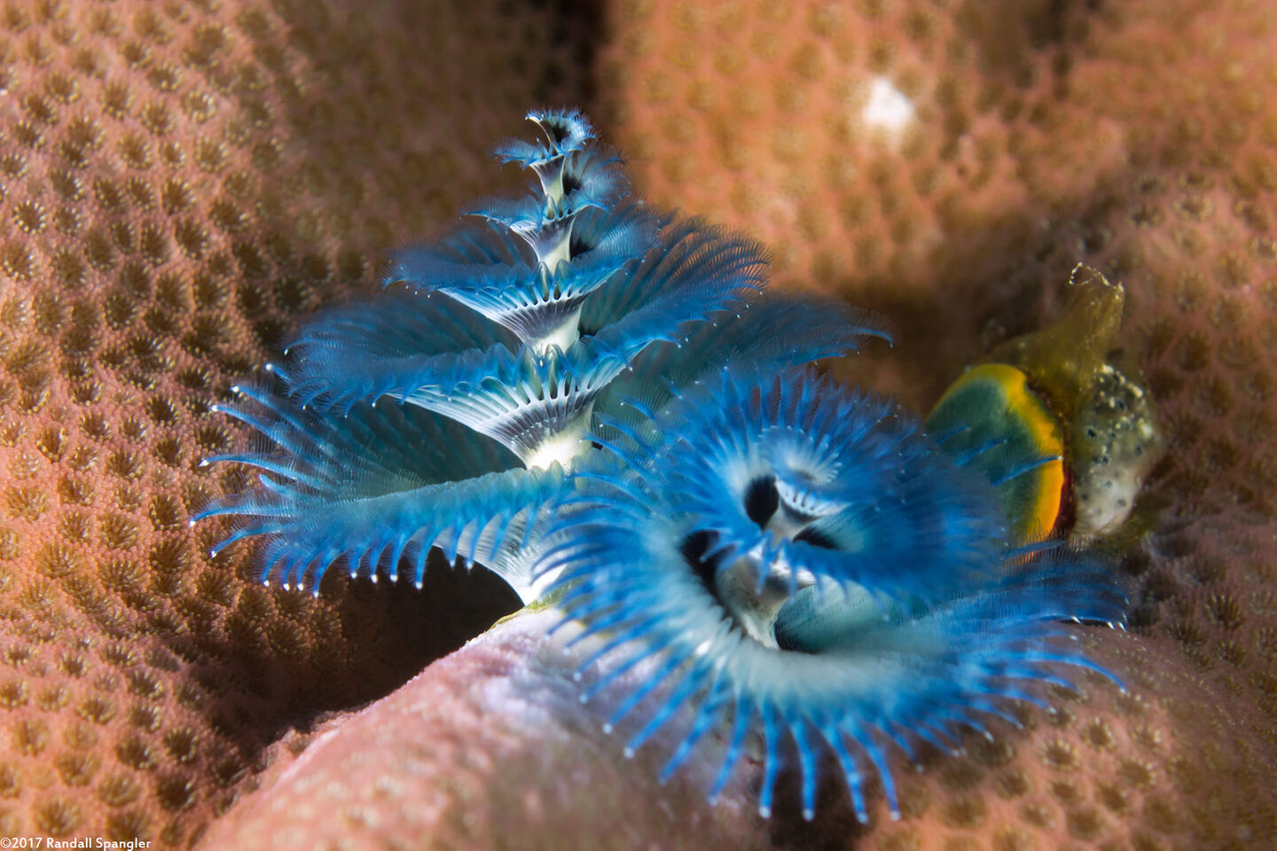 Spirobranchus sp.1 (Christmas Tree Worm)