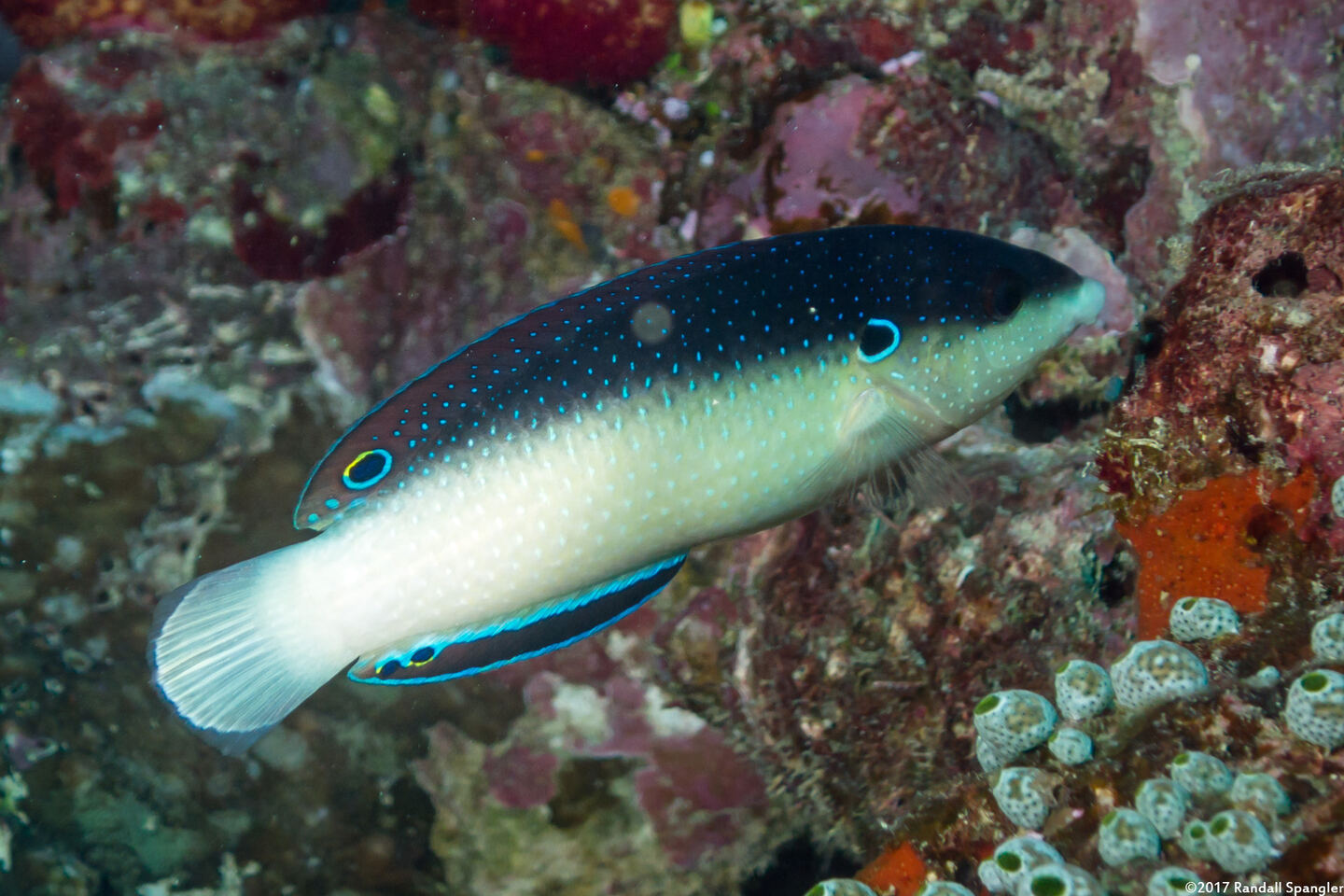 Anampses neoguinaicus (New Guinea Wrasse)
