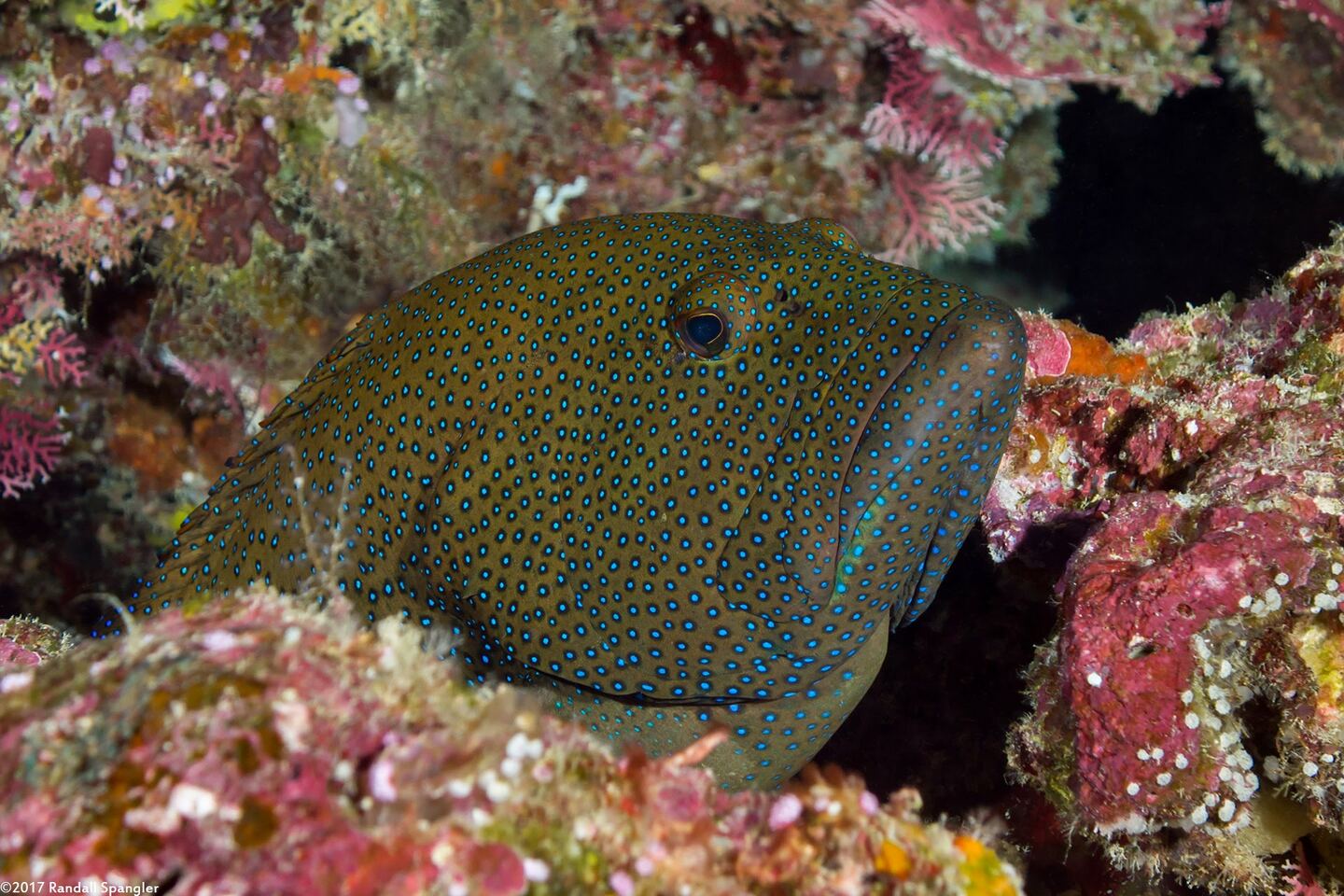 Cephalopholis argus (Peacock Grouper)