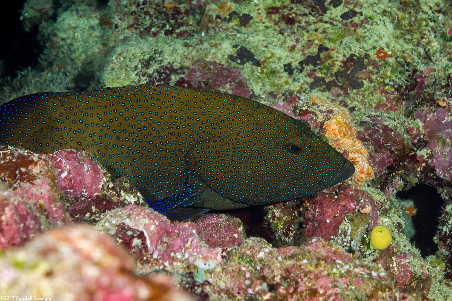 Cephalopholis argus (Peacock Grouper)